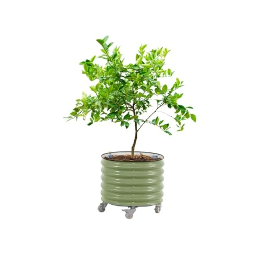 Self Watering Planter - 롤링 시트러스 나무 화분 3세대, 자동