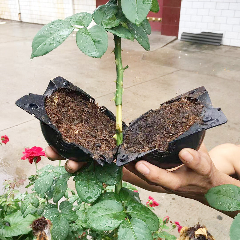 식물 뿌리 공 전파 뿌리 상자 식물 복제기 접목 번식  - Seed Starter Tray 리뷰 및 가격